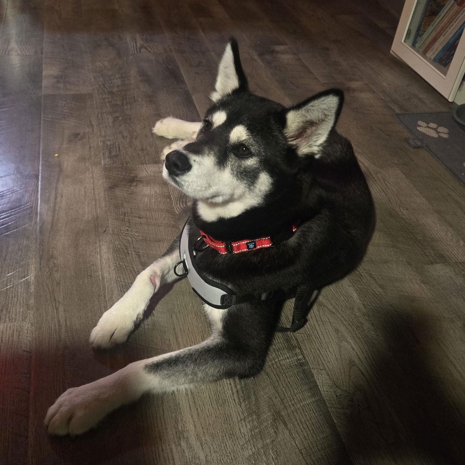 Enlarge Brandy, a Adopted Husky in San Jose, CA image 3/3