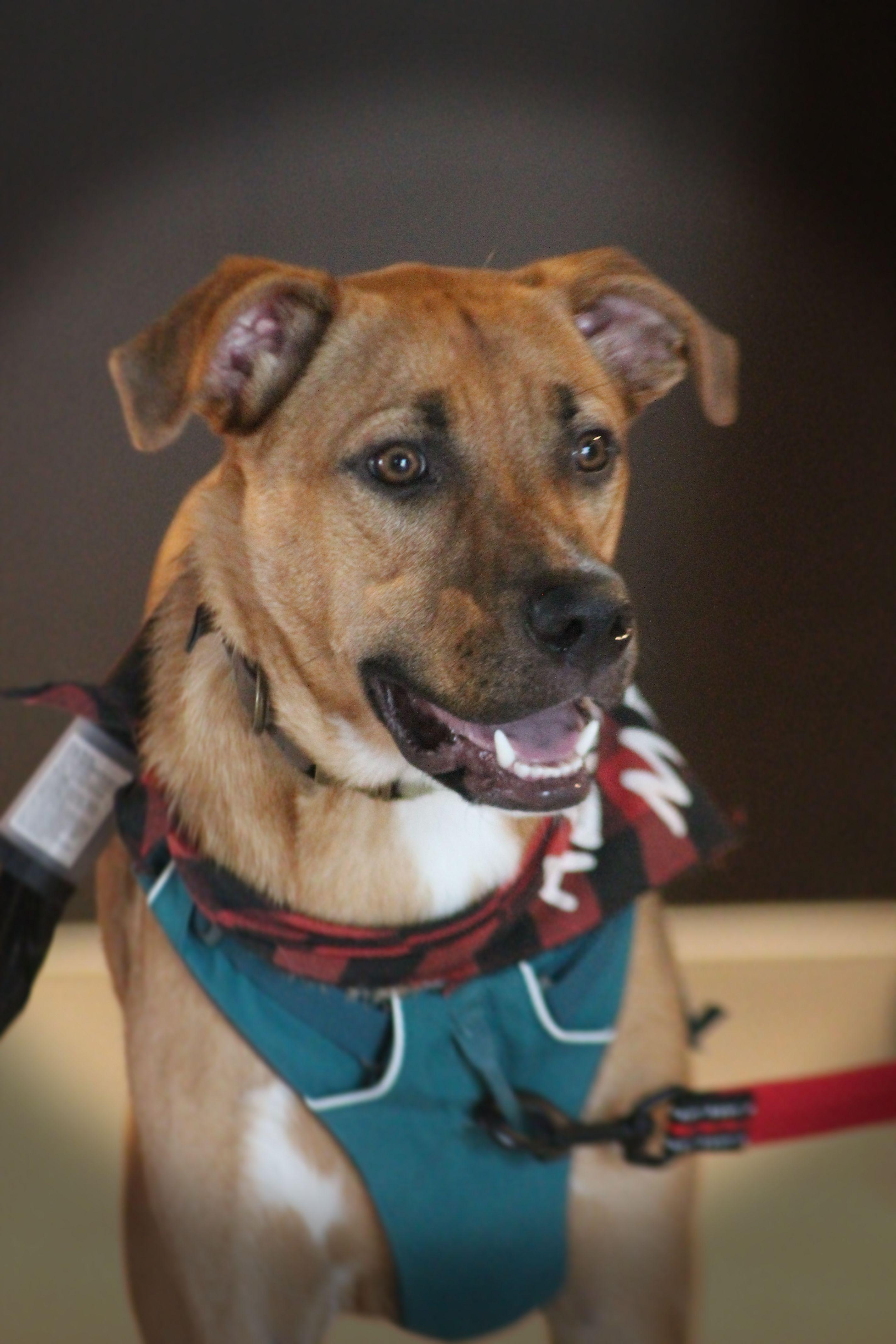 Tucker, Adoptable, Puppy Male German Shepherd Dog & Staffordshire Bull Terrier.