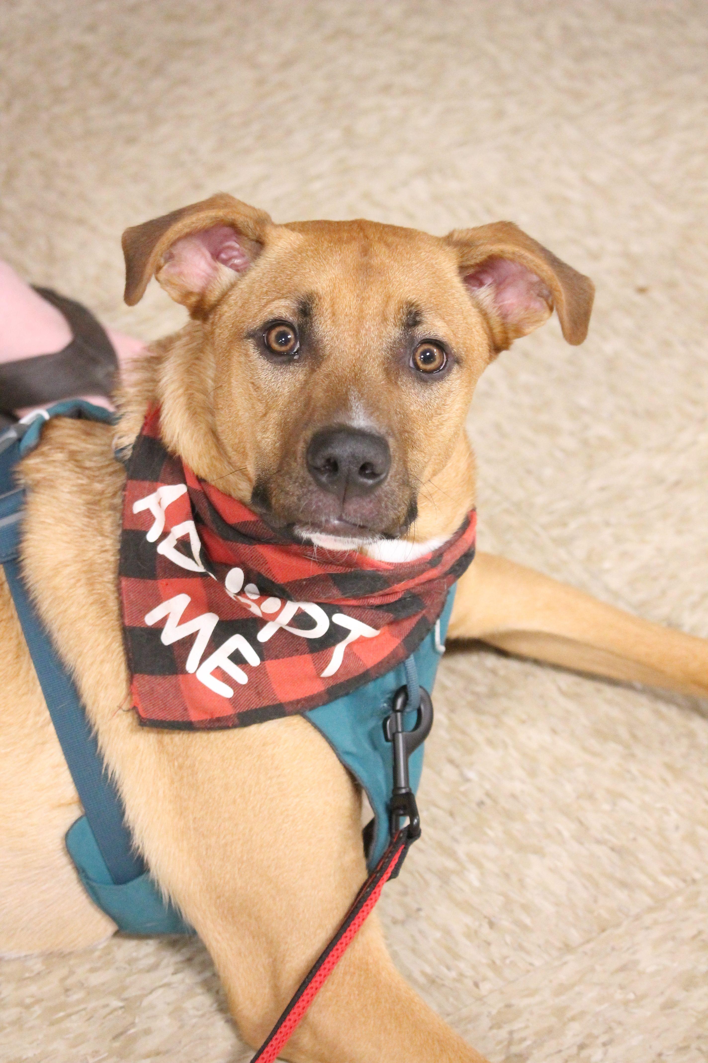 Tucker, a Adoptable mixed breed in Yukon, OK image 3/6