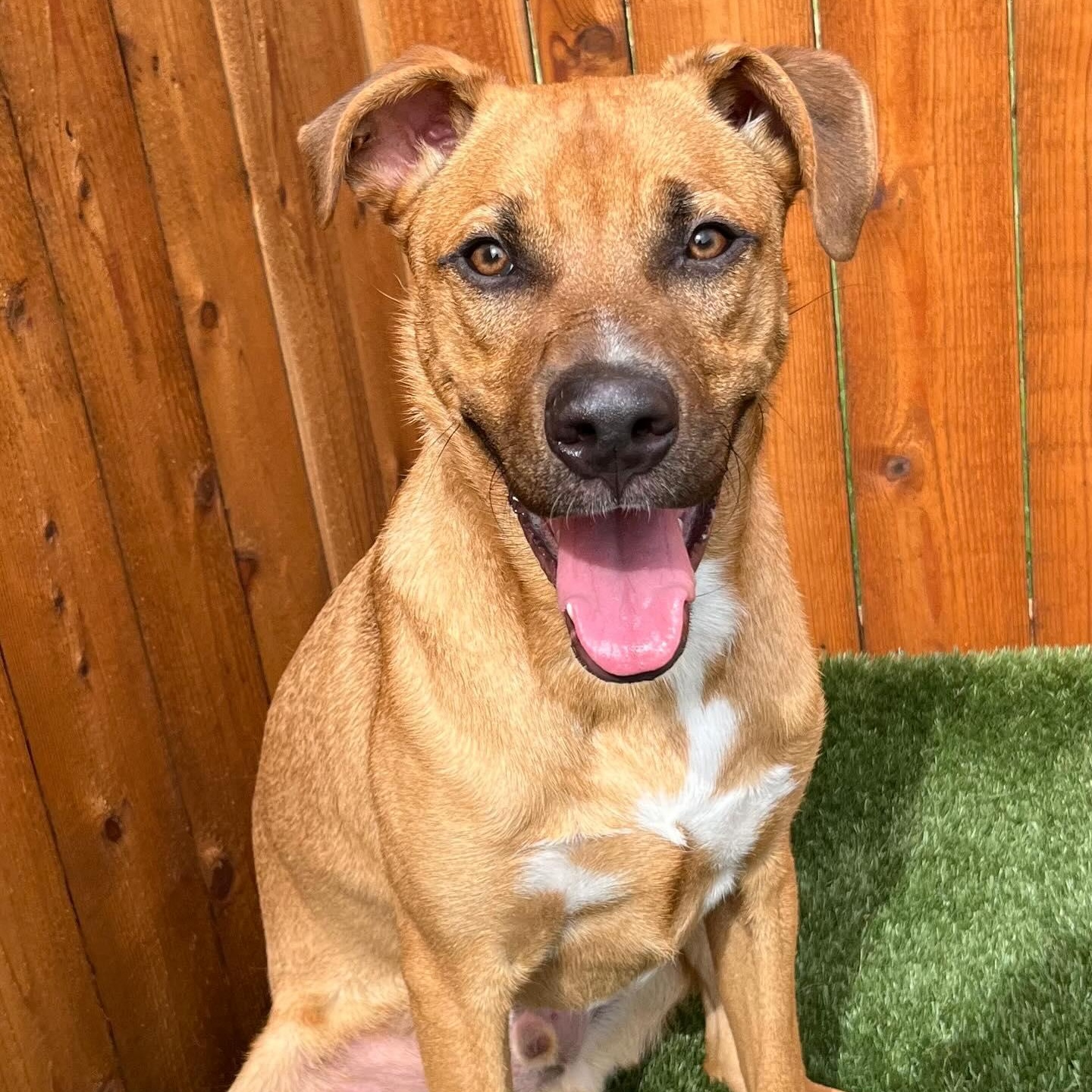 Tucker, a Adoptable mixed breed in Yukon, OK image 6/6