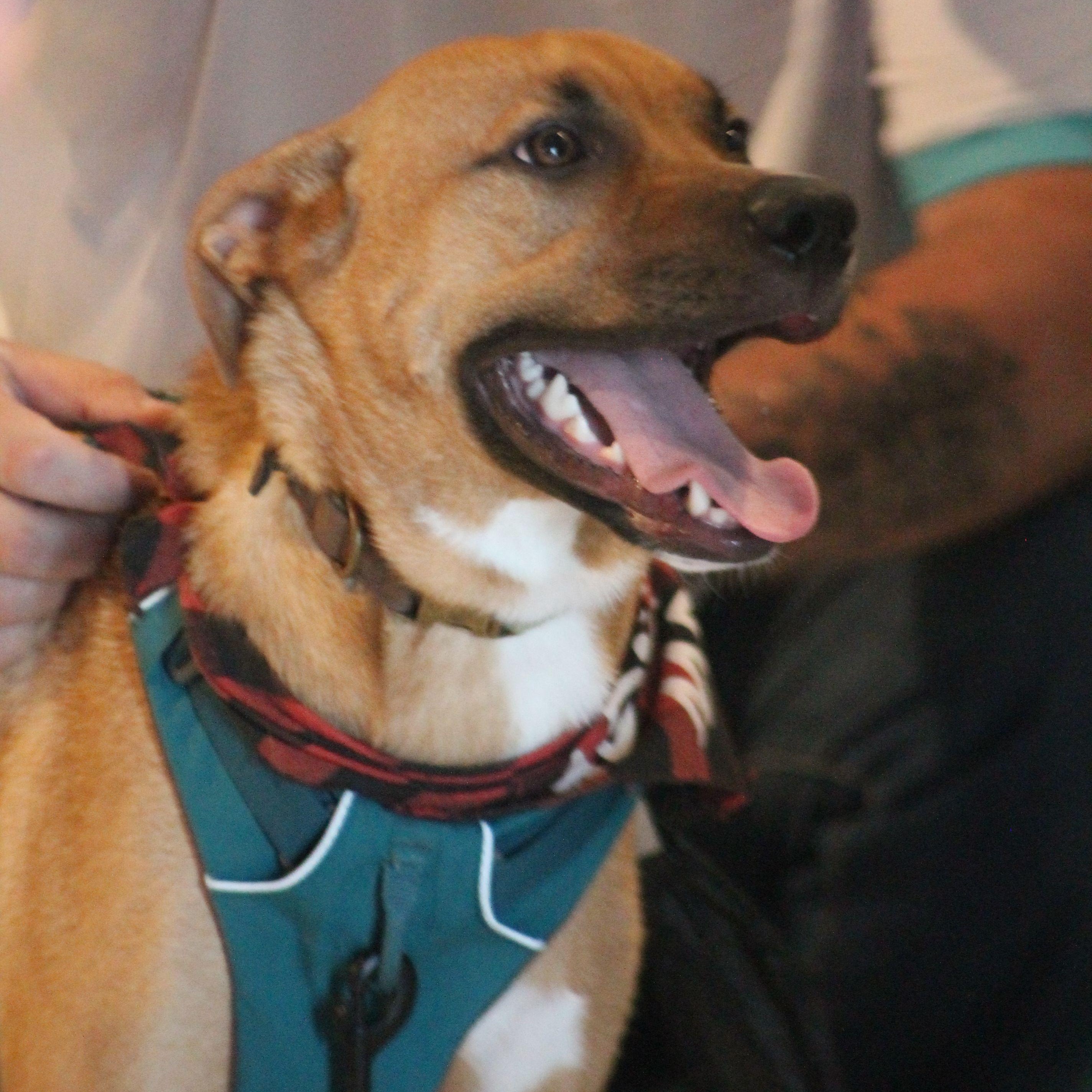 Tucker, a Adoptable mixed breed in Yukon, OK image 4/6