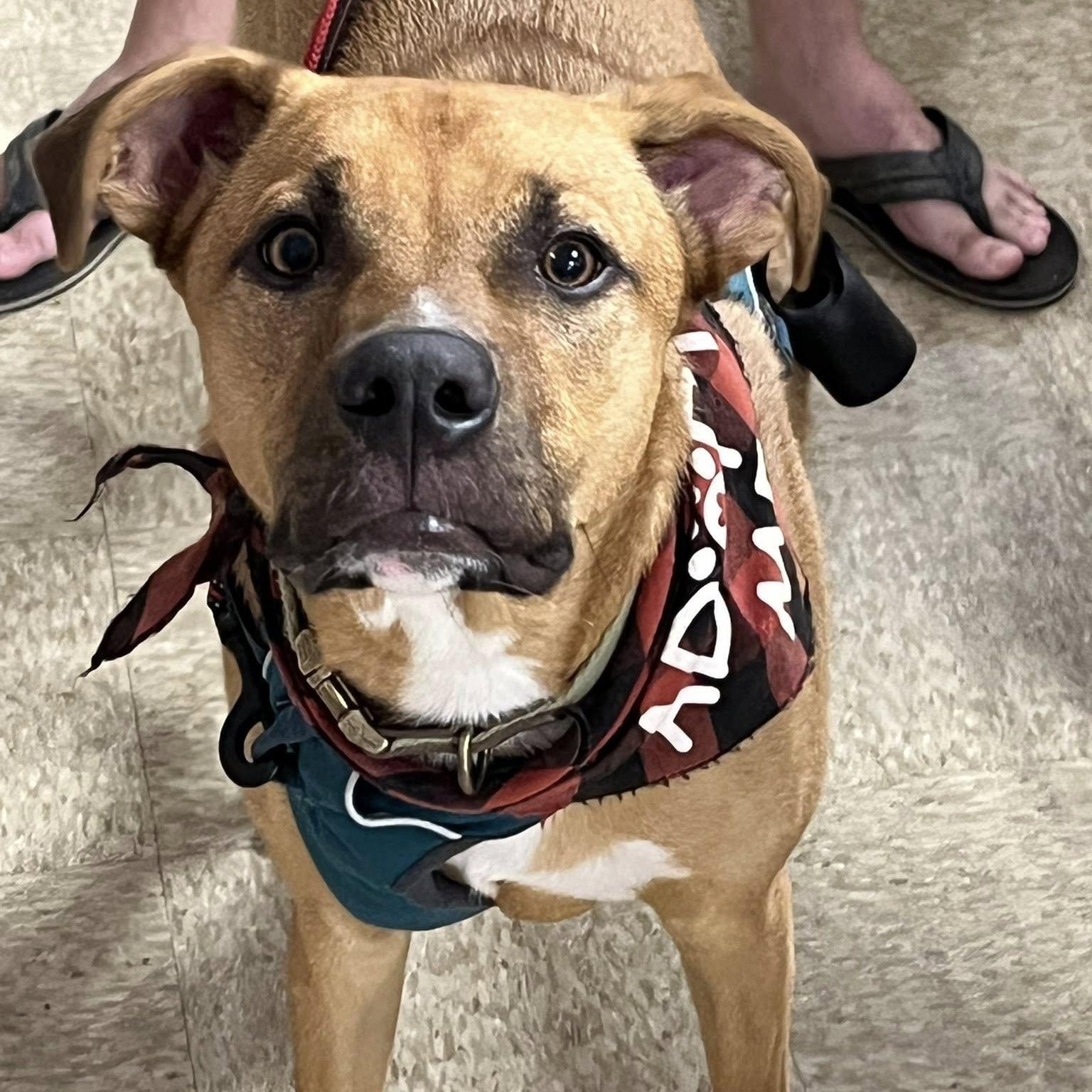 Tucker, a Adoptable mixed breed in Yukon, OK image 2/6