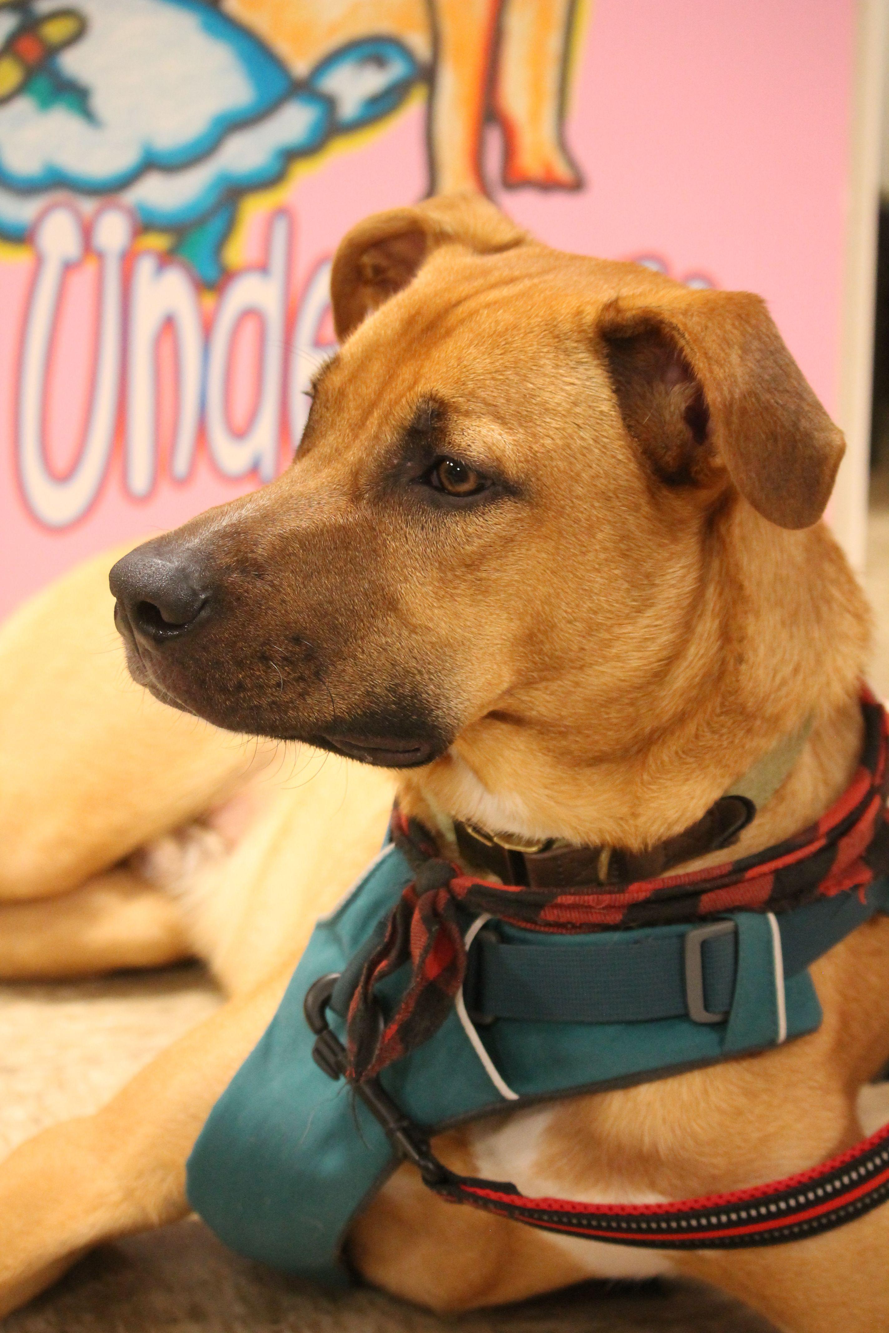 Tucker, a Adoptable mixed breed in Yukon, OK image 5/6