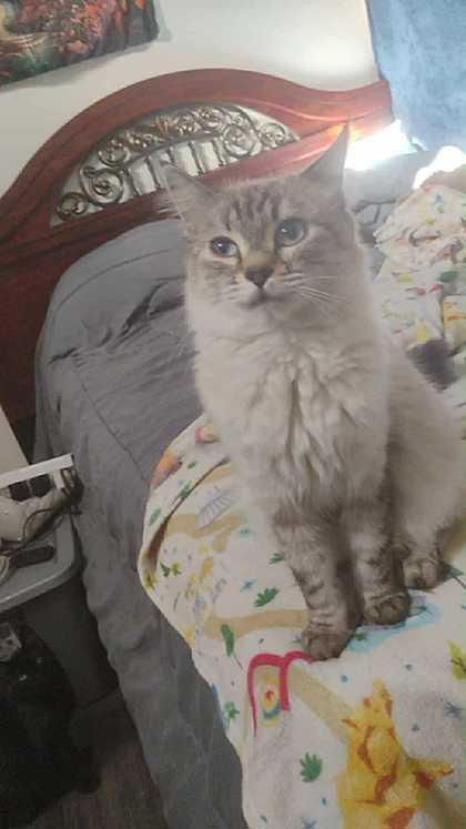 Subi, Adoptable, Young Female Domestic Long Hair & Siamese.