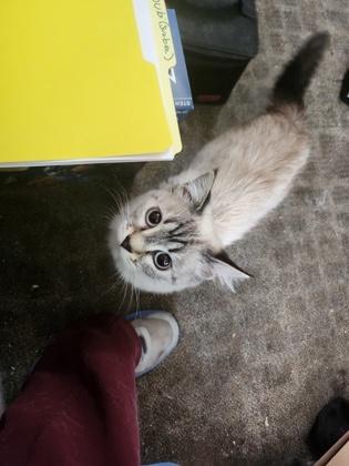 Subi, a Adoptable mixed breed in Pendleton, OR image 2/2