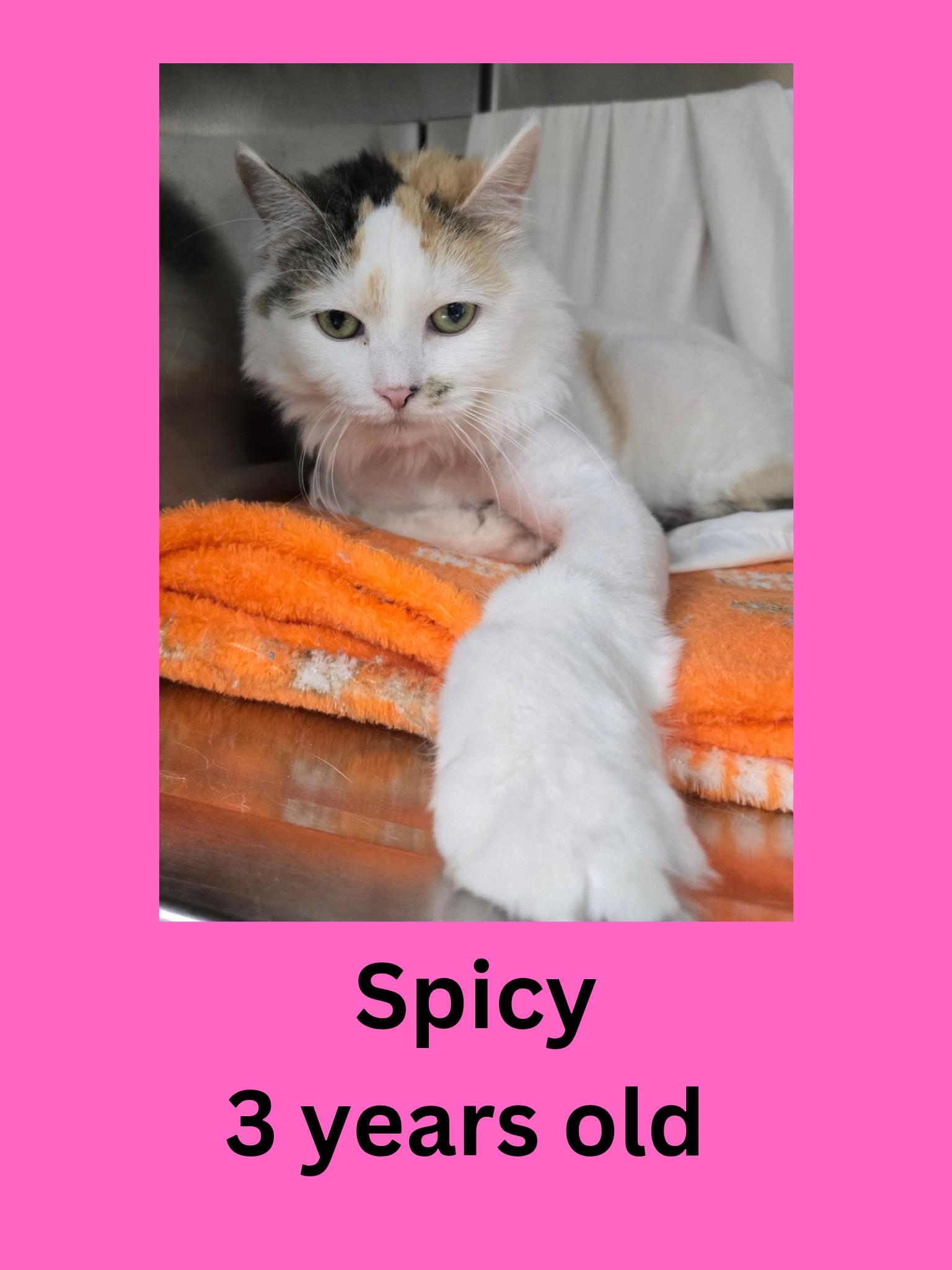 Enlarge Spicy, a ADOPTABLE Domestic Long Hair in Ravenna, OH image 1/1