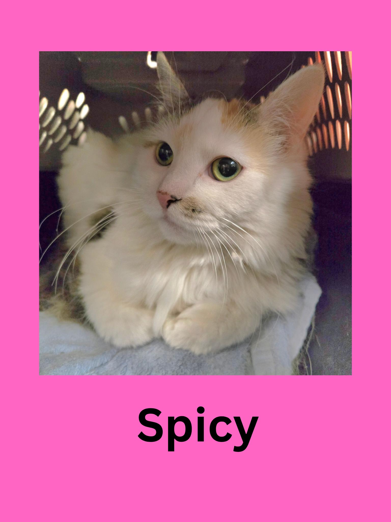 Spicy, ADOPTABLE, Adult Female Domestic Long Hair.