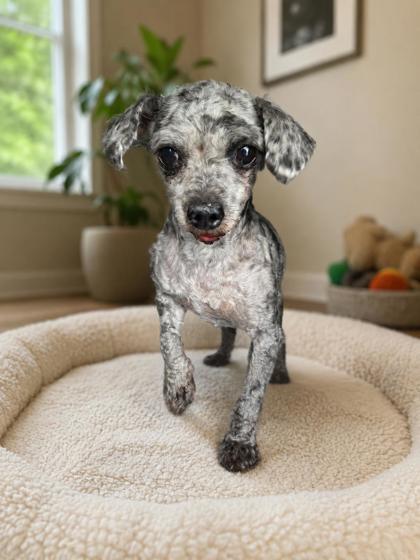 Tango, Adoptable, Adult Male Poodle.