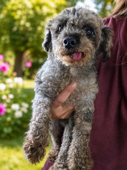 Enlarge Tango, a Adoptable Poodle in Kinzers , PA image 2/2