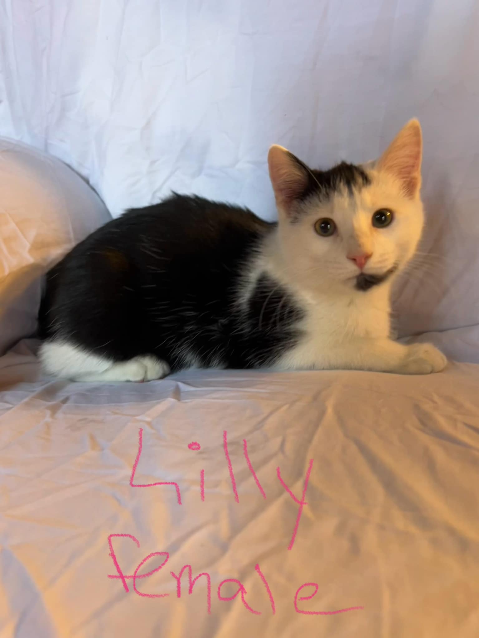 Enlarge Lily, a Adoptable Domestic Short Hair in Rumford, ME image 1/1