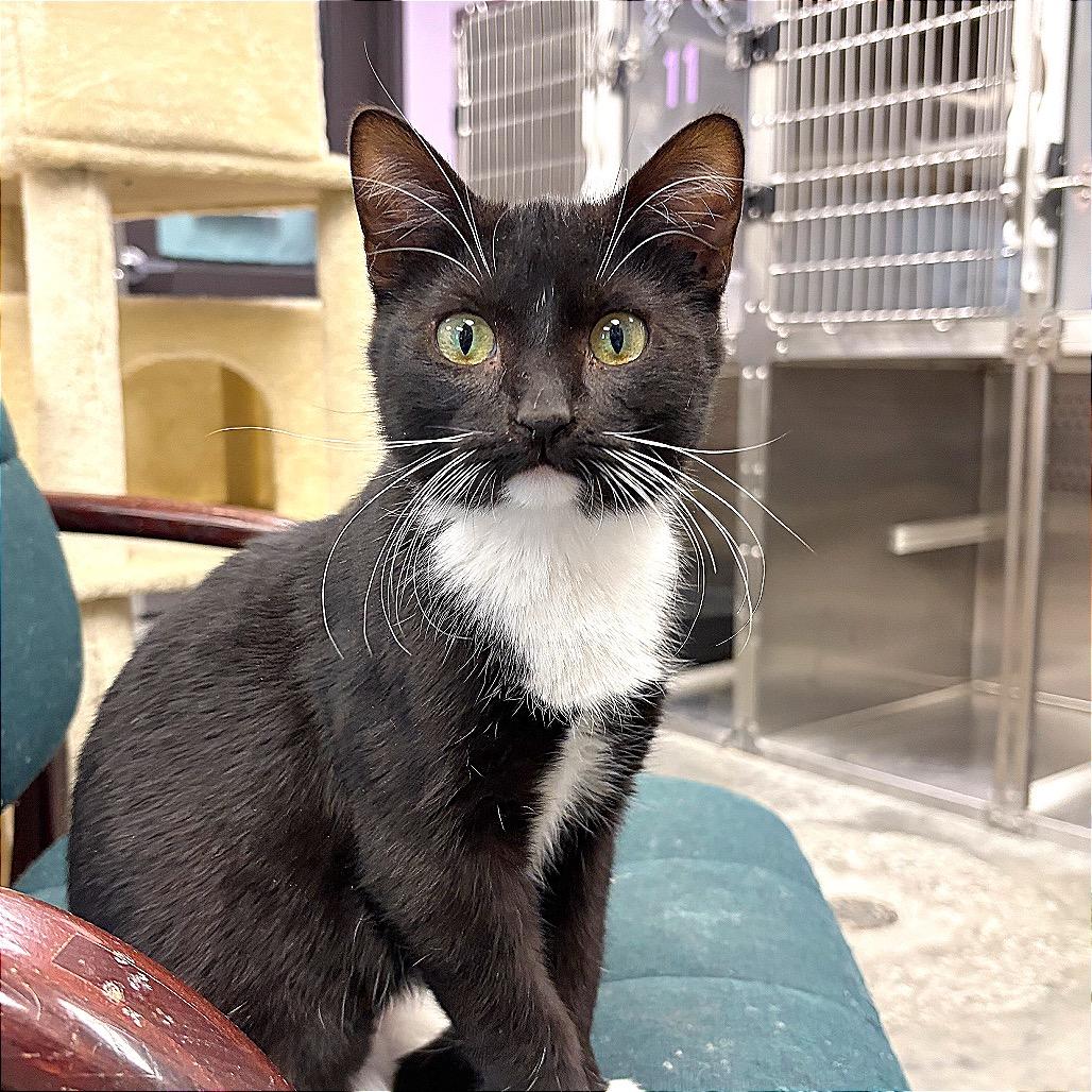 Miss Jackson, Adoptable, Young Female Domestic Short Hair.