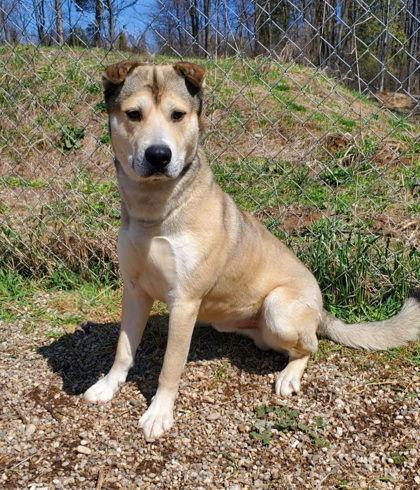 Sherlock Bones (6657), Adopted, Adult Male Shepherd.