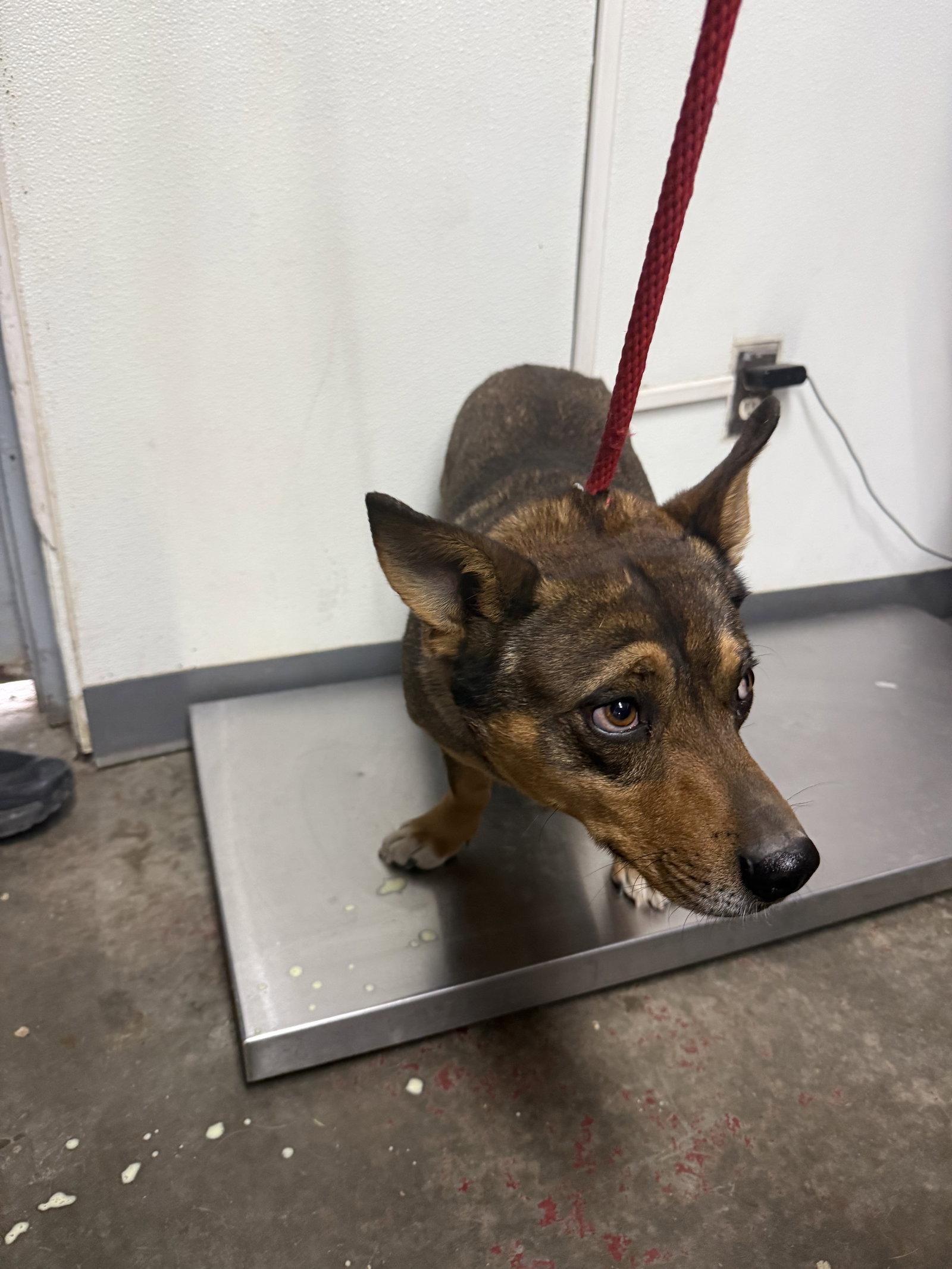 Enlarge Flounder, a Adoptable mixed breed in Las Vegas, NM image 1/1