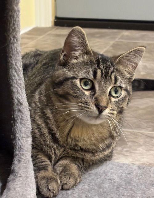 Enlarge Shadow C4768, a Adoptable Domestic Short Hair in minneapolis, MN image 1/3