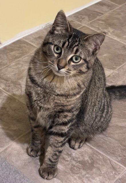 Enlarge Shadow C4768, a Adoptable Domestic Short Hair in minneapolis, MN image 2/3