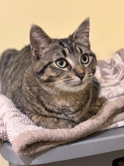 Enlarge Shadow C4768, a Adoptable Domestic Short Hair in minneapolis, MN image 3/3