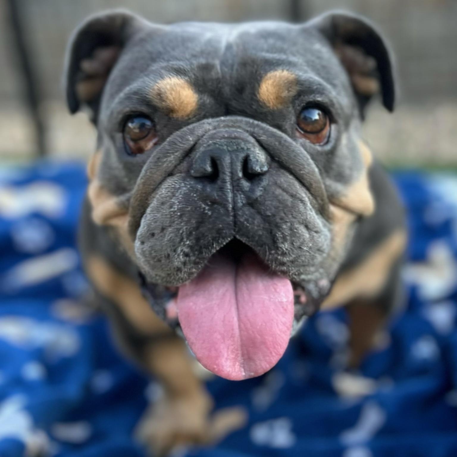 Enlarge Eloise, a Adoptable English Bulldog in Citrus Heights, CA image 4/6
