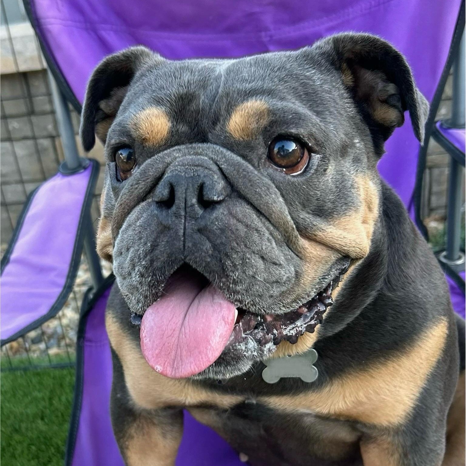 Eloise, Adoptable, Adult Female English Bulldog.