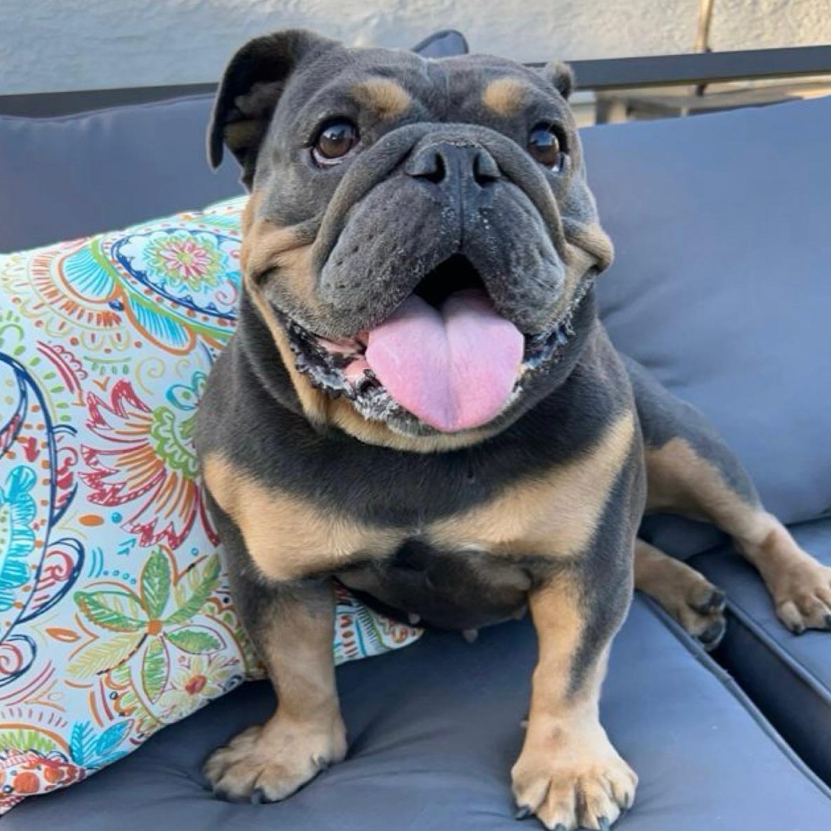 Enlarge Eloise, a Adoptable English Bulldog in Citrus Heights, CA image 3/6