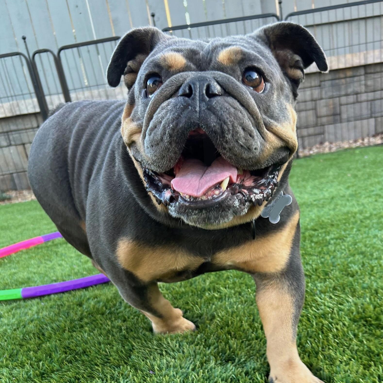 Enlarge Eloise, a Adoptable English Bulldog in Citrus Heights, CA image 2/6