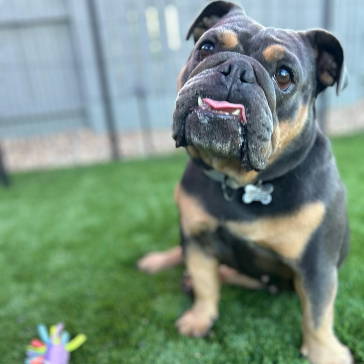 Enlarge Eloise, a Adoptable English Bulldog in Citrus Heights, CA image 5/6