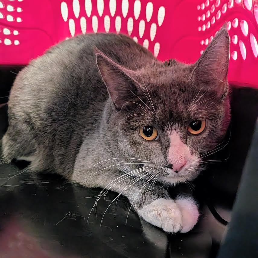 Enlarge Annette-$50, a Adoptable Domestic Short Hair in Springfield, MA image 1/1