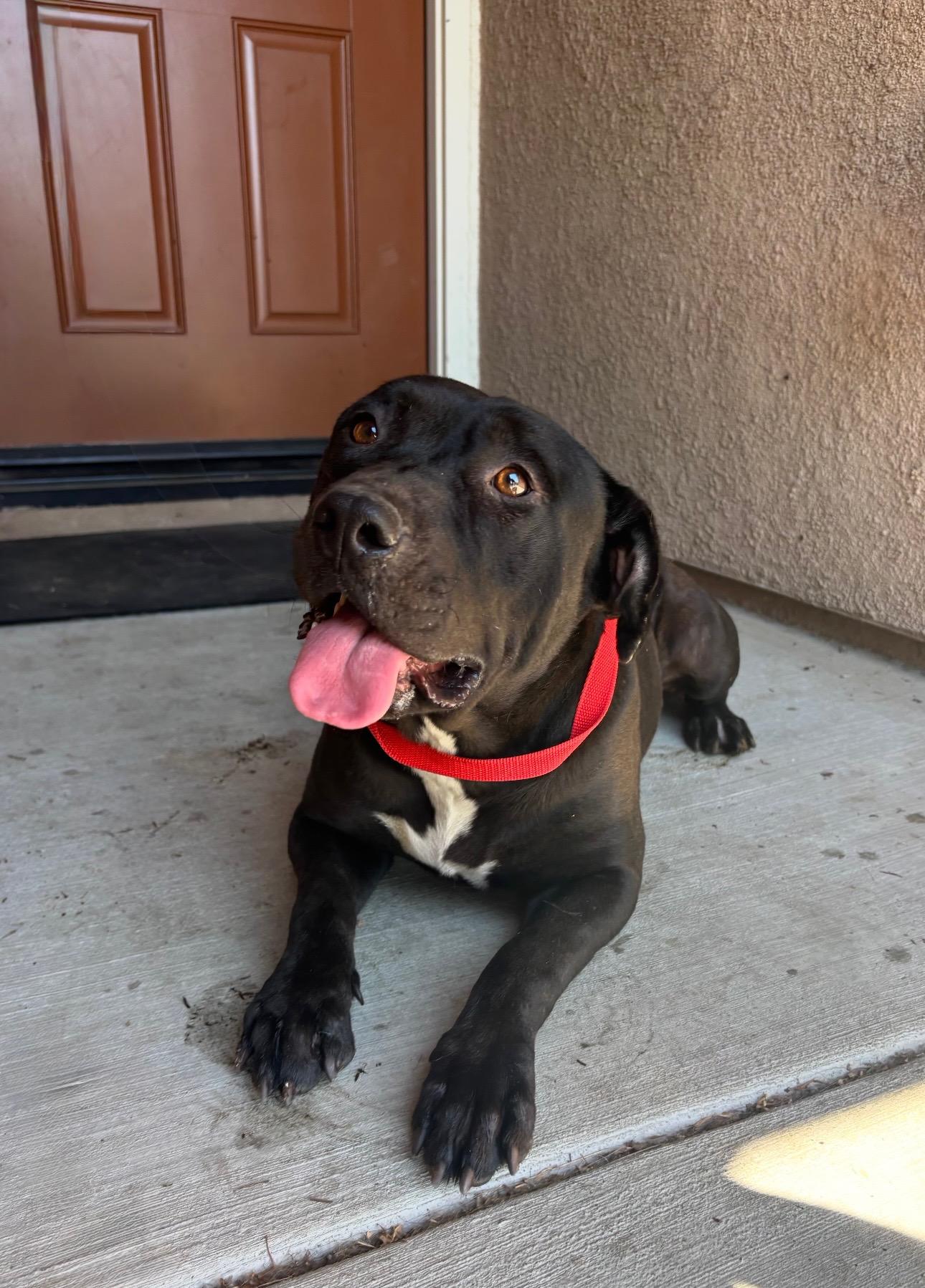 VELMA, Adoptable, Young Female Pit Bull Terrier.