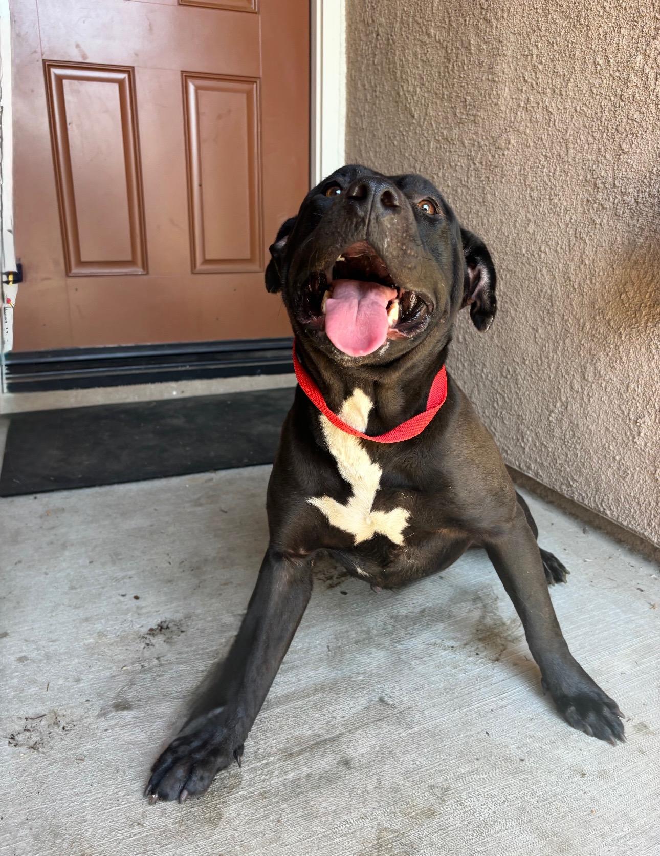 Enlarge VELMA, a Adoptable Pit Bull Terrier in Portland , OR image 2/3