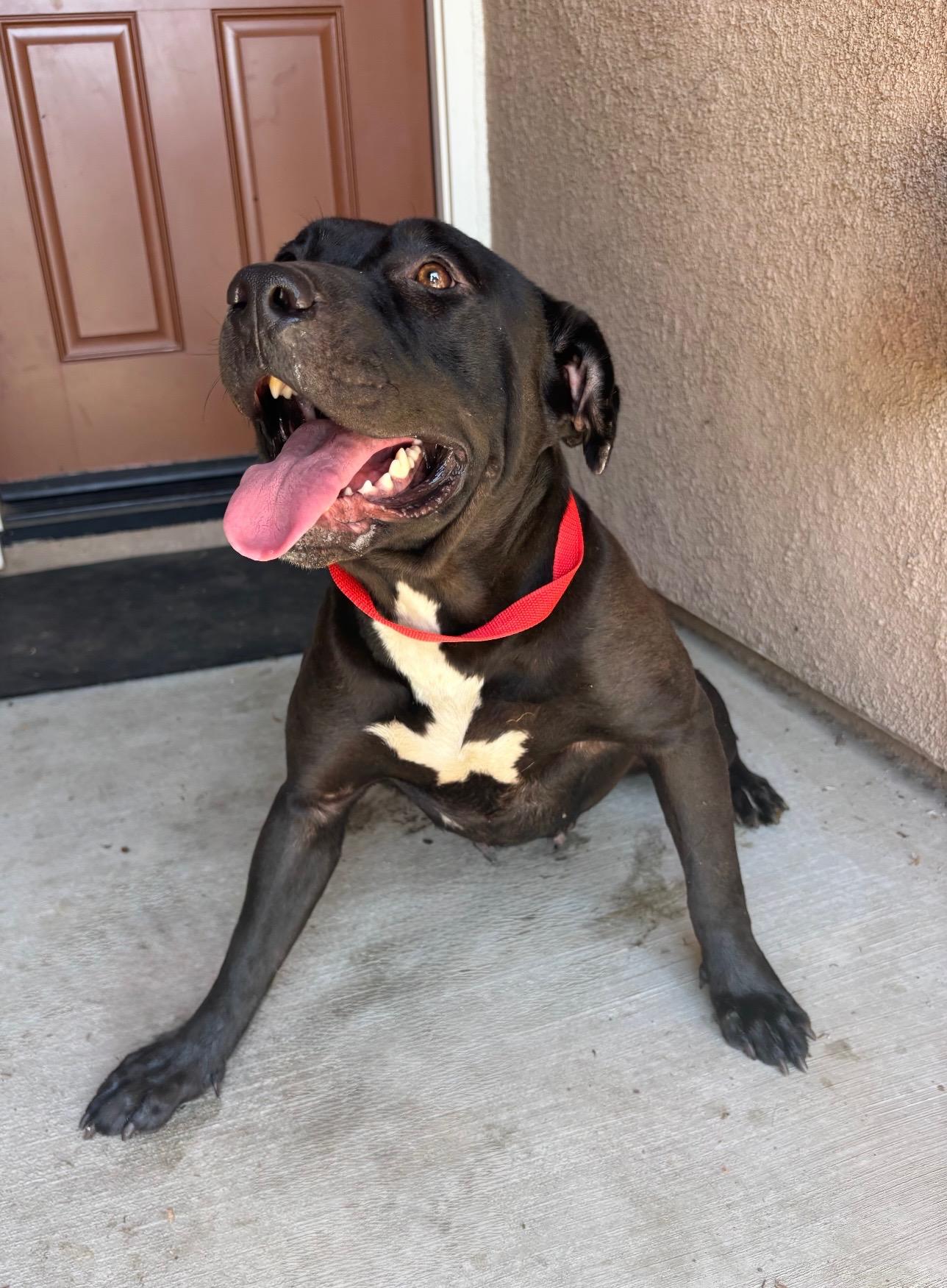 Enlarge VELMA, a Adoptable Pit Bull Terrier in Portland , OR image 3/3