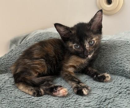 Enlarge Tiki*, a Adoptable mixed breed in El Paso, TX image 1/3