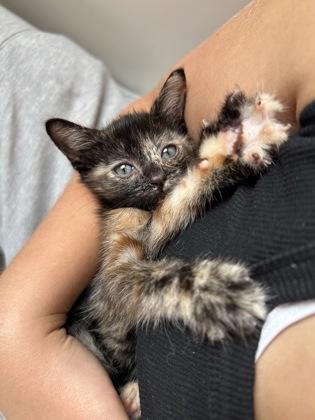 Enlarge Tiki*, a Adoptable mixed breed in El Paso, TX image 2/3