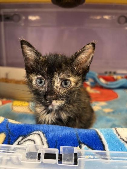 Enlarge Tiki*, a Adoptable mixed breed in El Paso, TX image 3/3