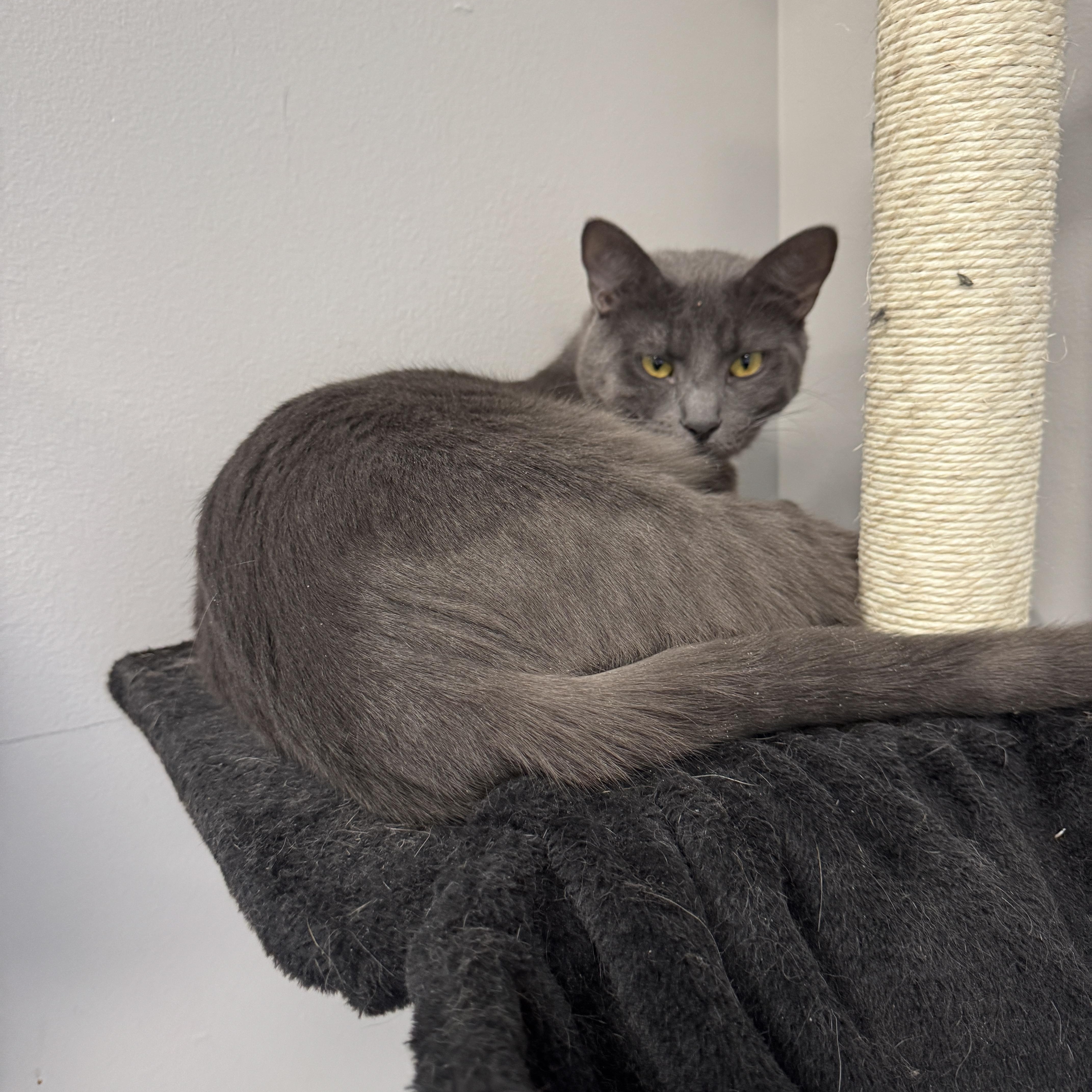 Grady & Ripley, Adoptable, Young Male Domestic Short Hair.