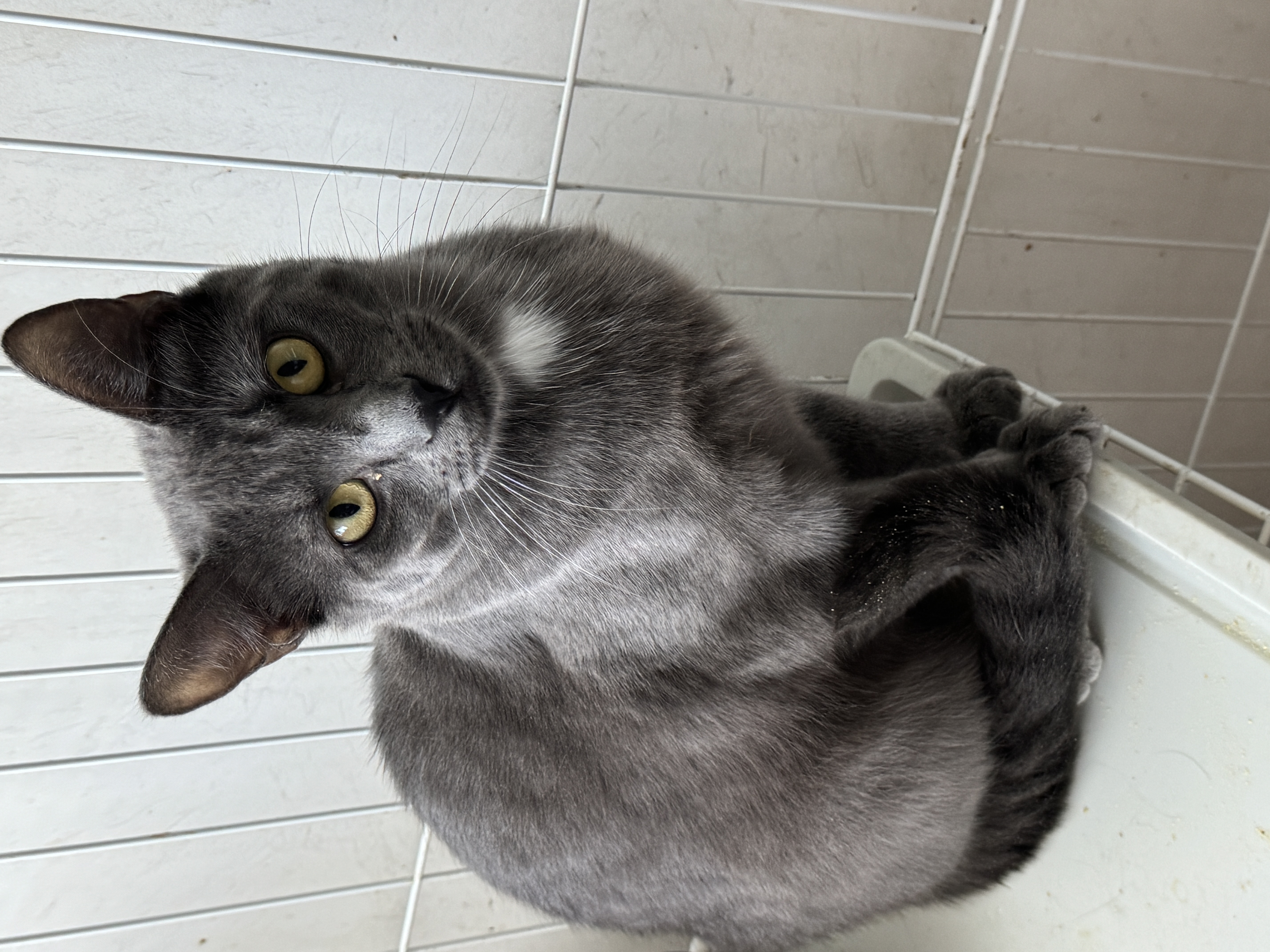 Enlarge Grady & Ripley, a Adoptable Domestic Short Hair in Mokena, IL image 5/5