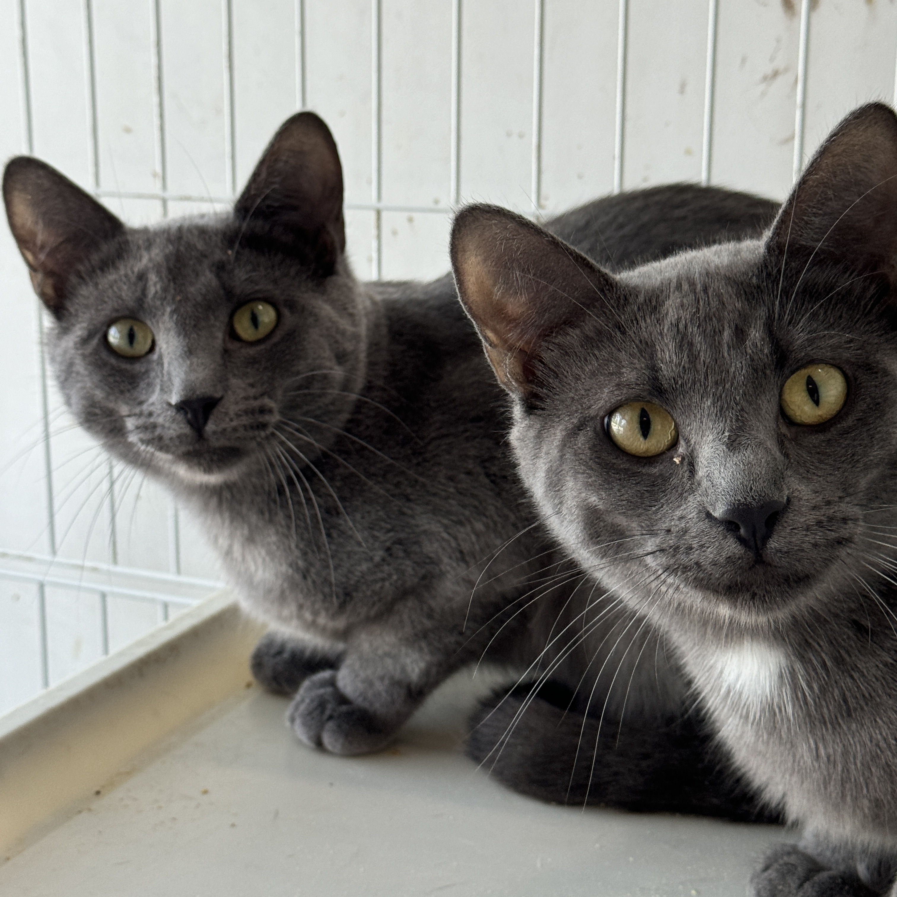 Enlarge Grady & Ripley, a Adoptable Domestic Short Hair in Mokena, IL image 2/5