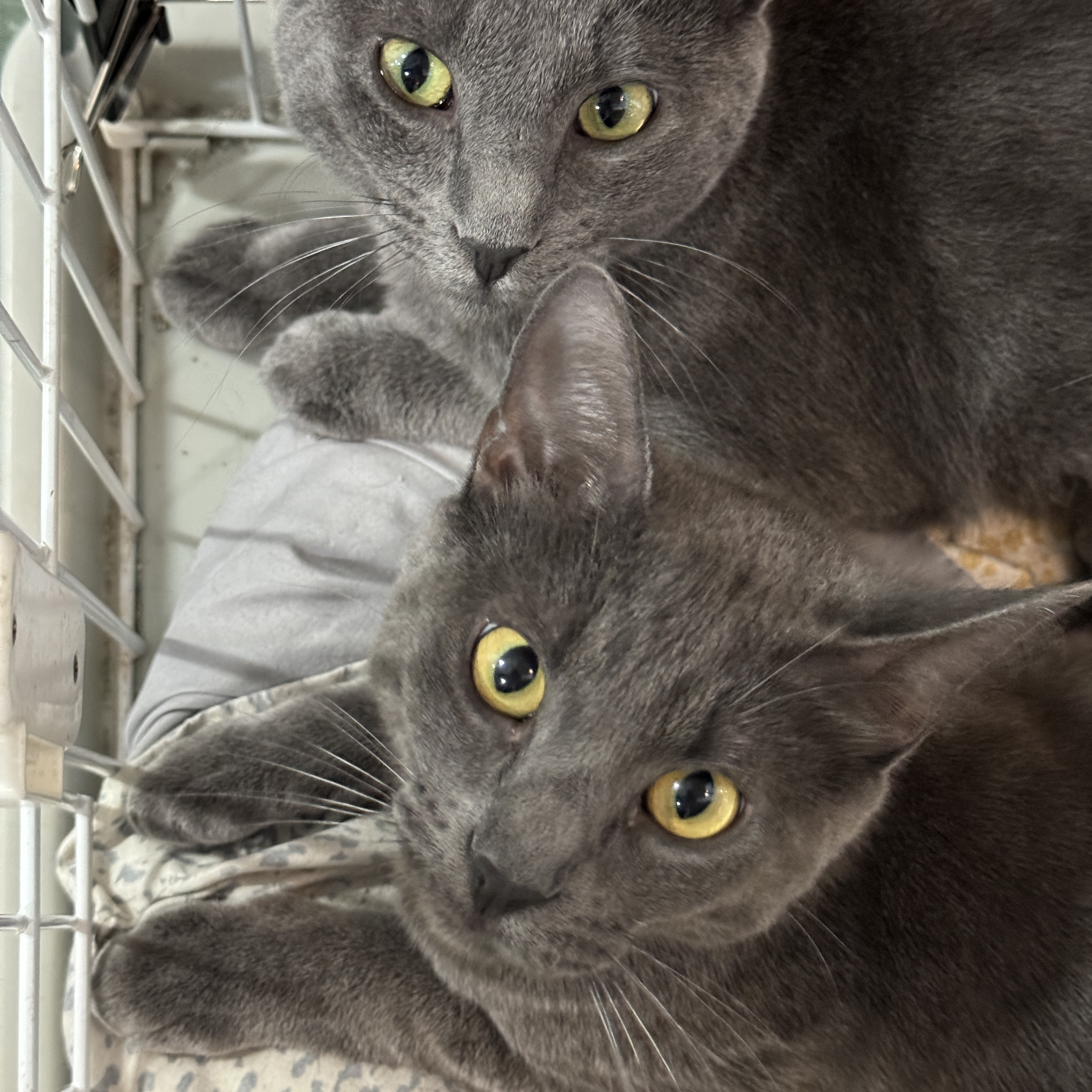 Enlarge Grady & Ripley, a Adoptable Domestic Short Hair in Mokena, IL image 3/5