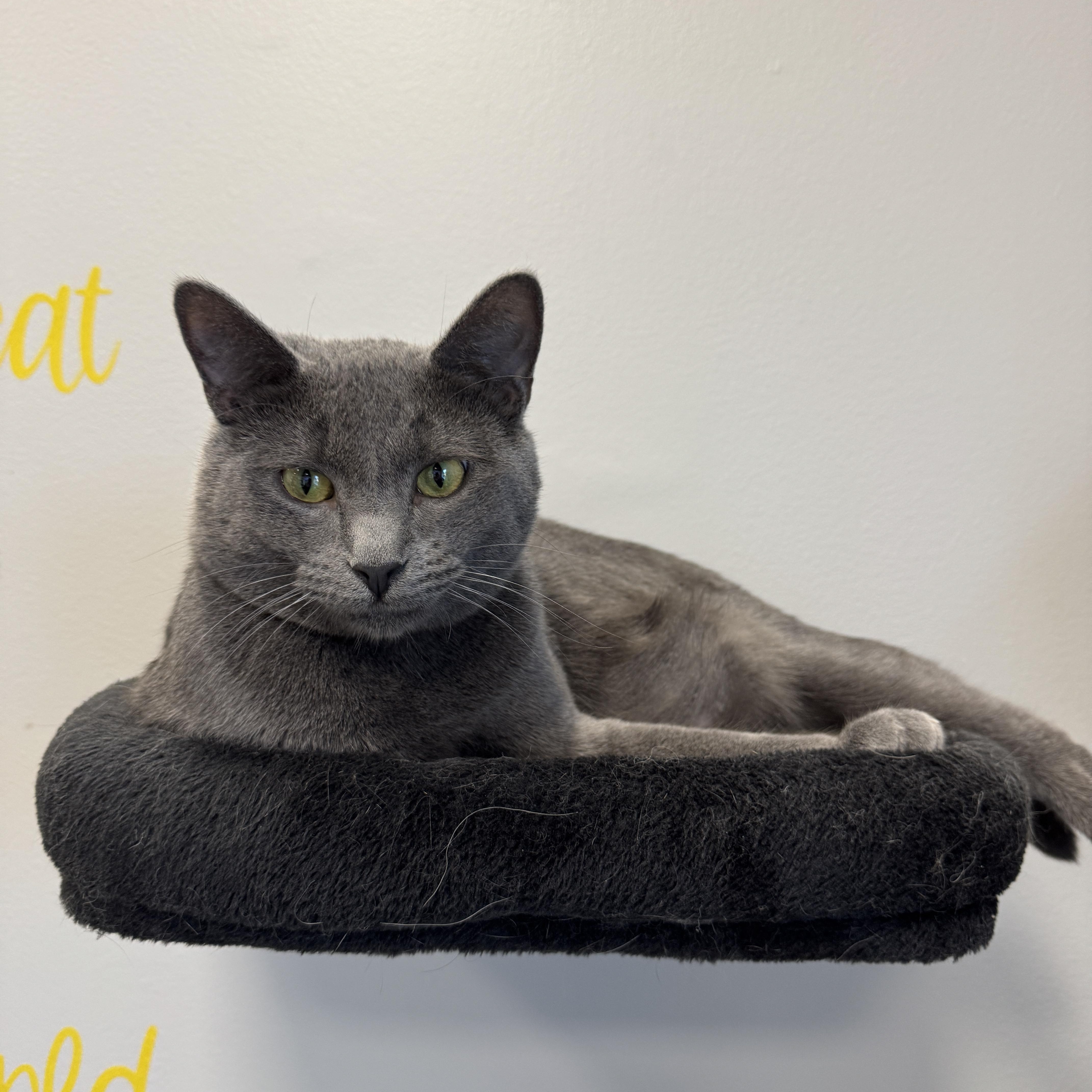 Enlarge Grady & Ripley, a Adoptable Domestic Short Hair in Mokena, IL image 4/5