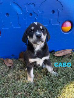 Enlarge Cabo, a ADOPTABLE Mixed Breed in Schaumburg, IL image 2/5