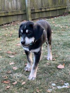 Enlarge Cabo, a ADOPTABLE Mixed Breed in Schaumburg, IL image 4/5