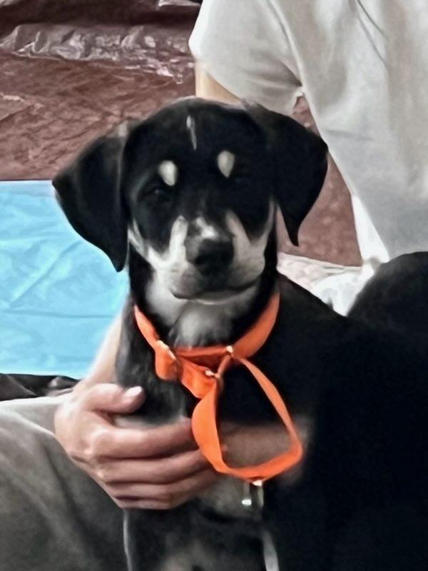 Enlarge Cabo, a ADOPTABLE Mixed Breed in Schaumburg, IL image 3/5