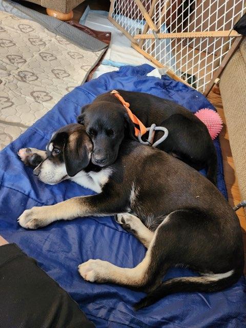 Enlarge Cabo, a ADOPTABLE Mixed Breed in Schaumburg, IL image 5/5