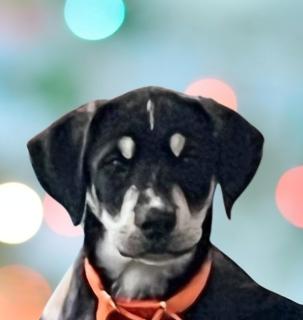 Enlarge Cabo, a ADOPTABLE Mixed Breed in Schaumburg, IL image 1/5