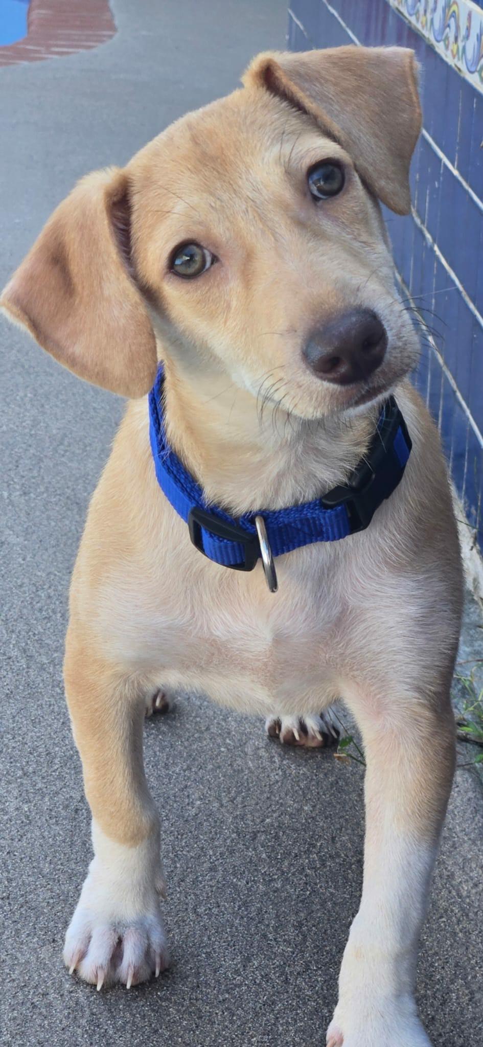 Kirby, ADOPTABLE, Puppy Male Dachshund & Chihuahua.