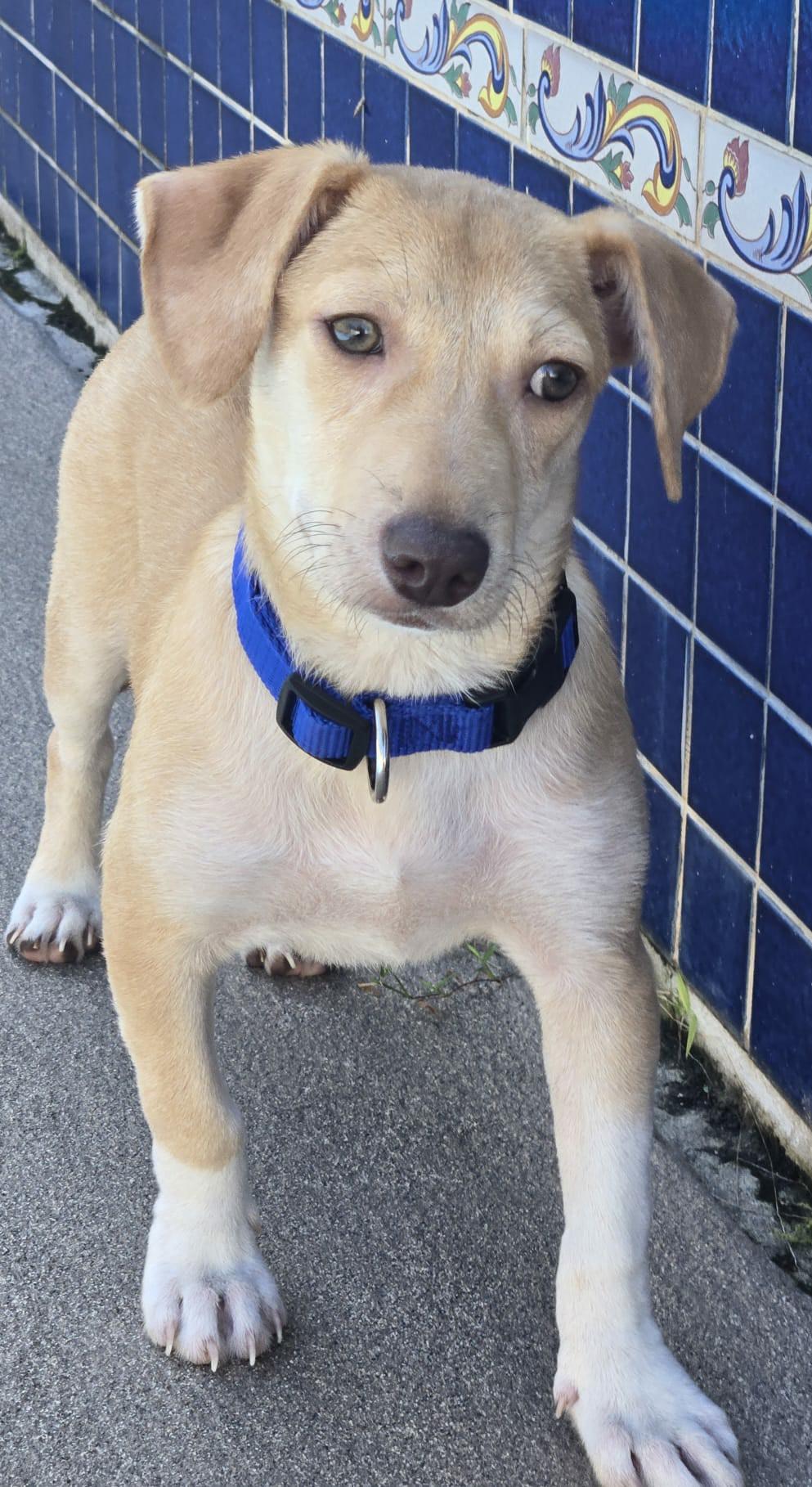 Enlarge Kirby, a ADOPTABLE mixed breed in New York, NY image 5/6