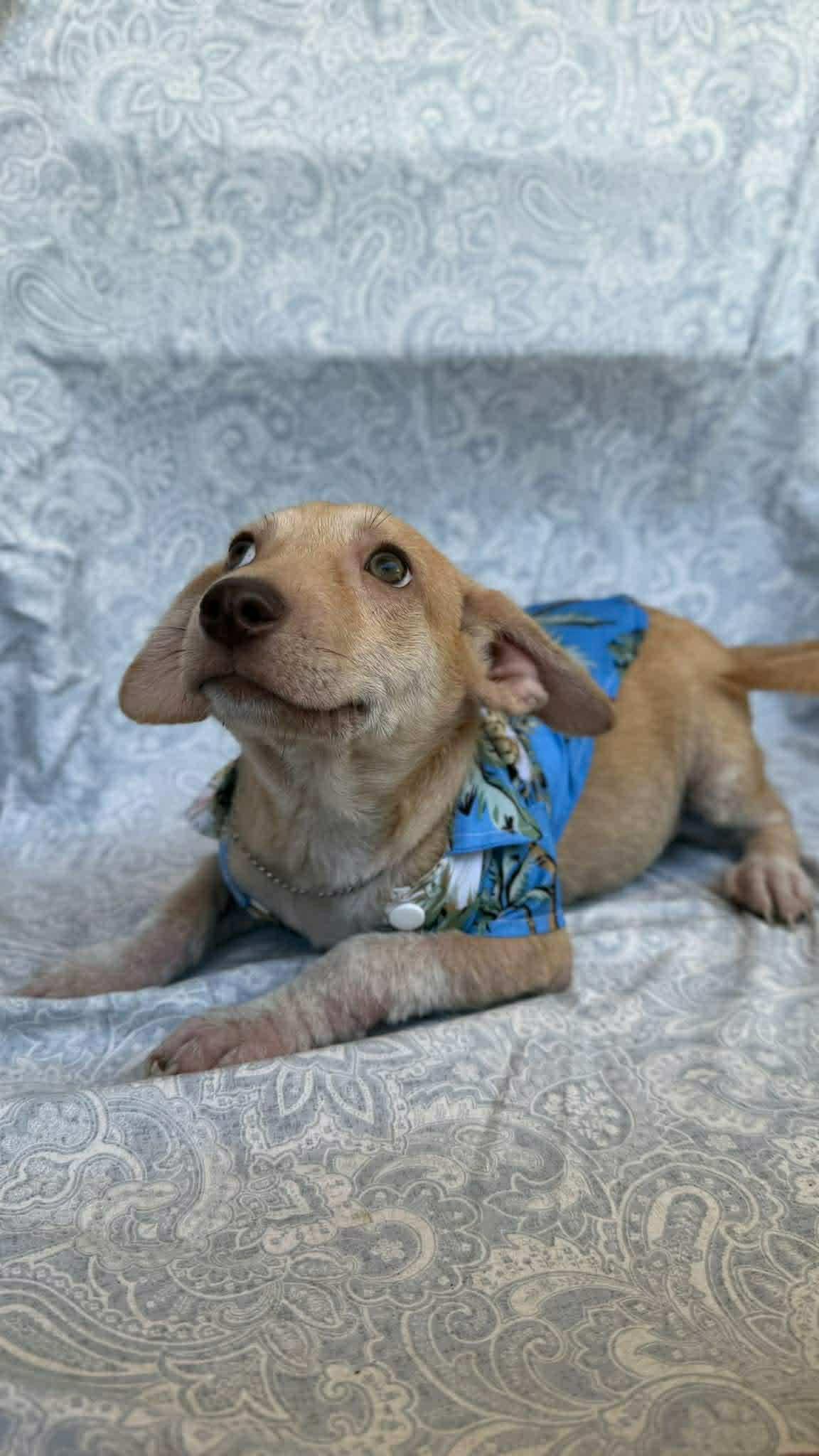 Enlarge Kirby, a ADOPTABLE mixed breed in New York, NY image 2/6