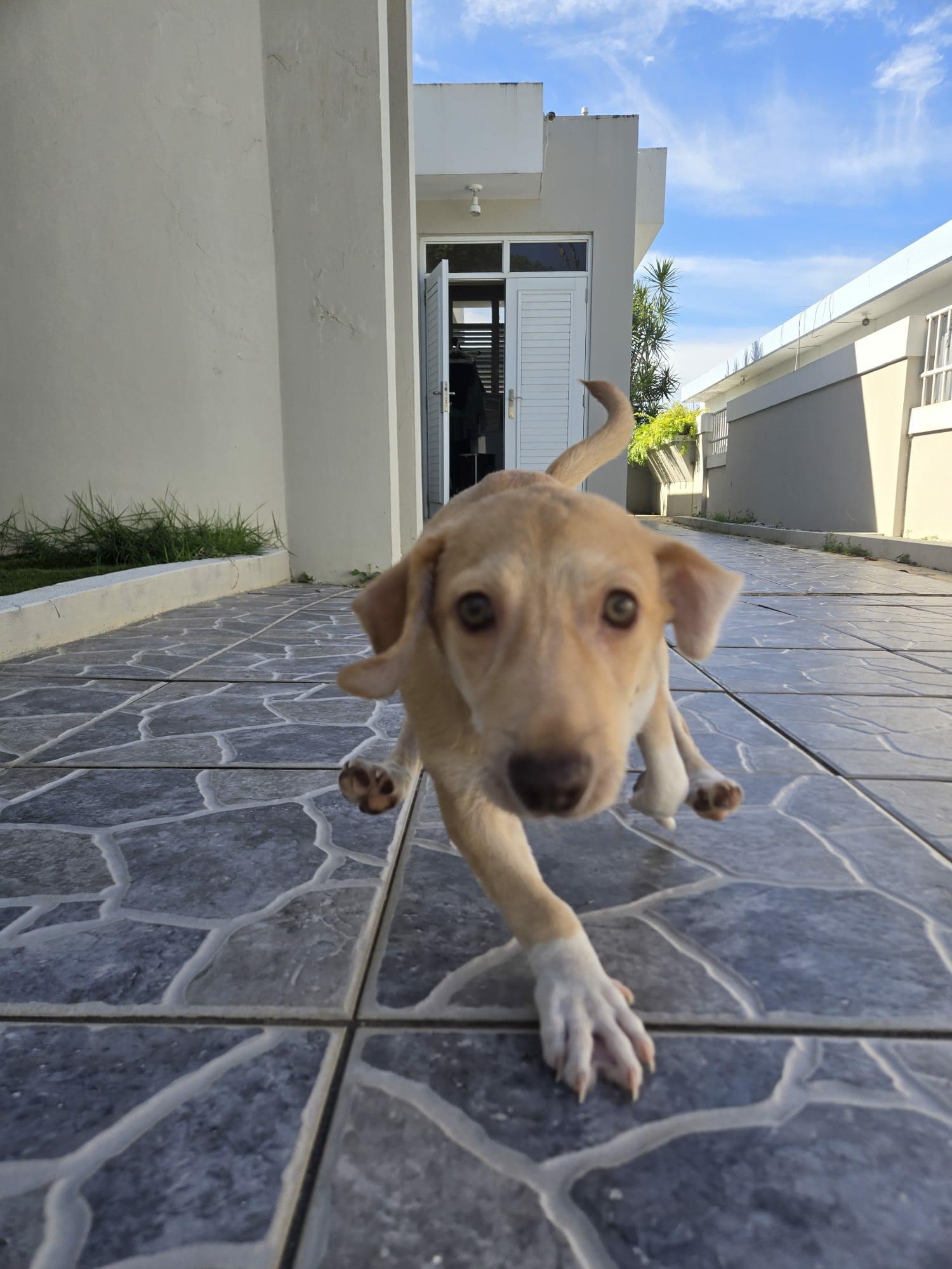 Enlarge Kirby, a ADOPTABLE mixed breed in New York, NY image 6/6