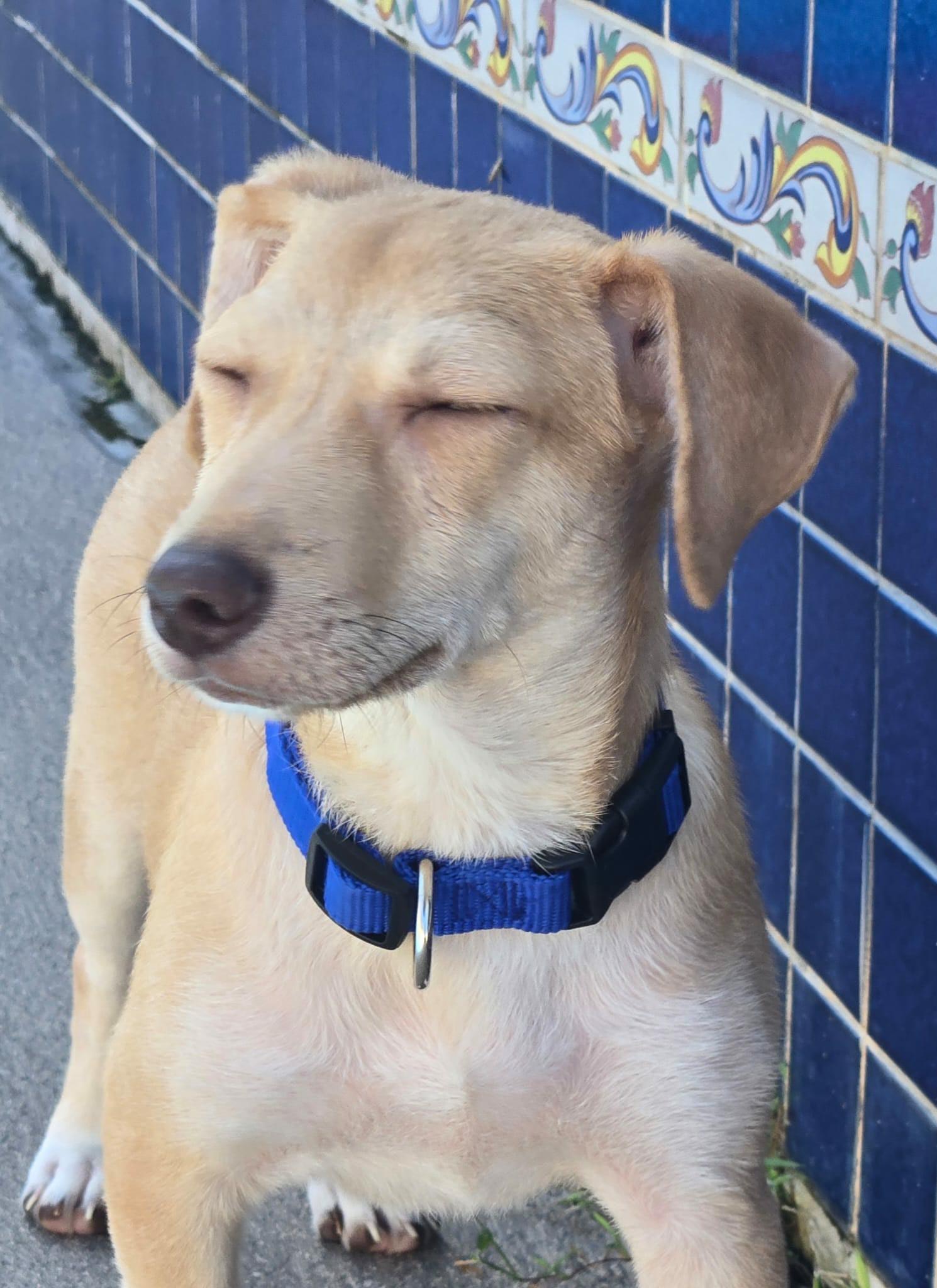 Enlarge Kirby, a ADOPTABLE mixed breed in New York, NY image 3/6