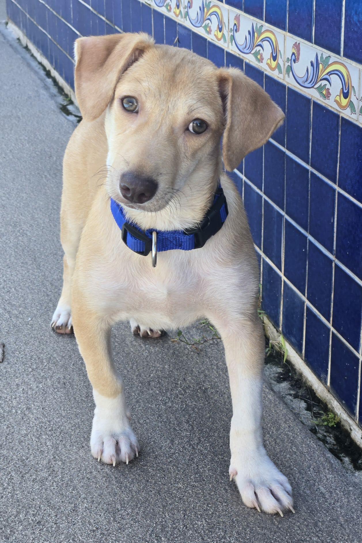 Enlarge Kirby, a ADOPTABLE mixed breed in New York, NY image 4/6