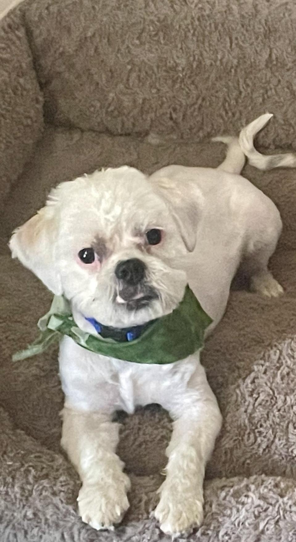 Milo, Adopted, Young Male Shih Tzu.