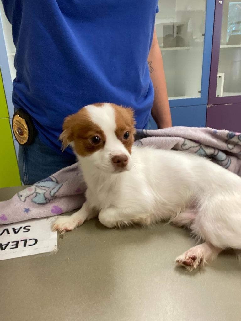 Dog Kennel #8 Teddy, Adoptable, Young Male Jack Russell Terrier & Mixed Breed.